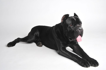 Close-up black mastiff lies isolated on white