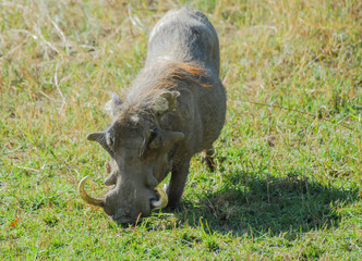 Warzenschwein im Etosha National Park in Namibia Südafrika