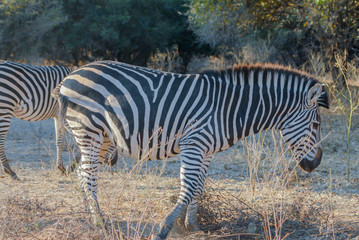 Zebras in der Savanne vom Etosha National Park Südafrika