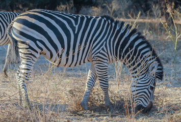 Zebras in der Savanne vom Etosha National Park Südafrika