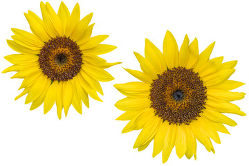 Naklejka premium Yellow Sunflower on white background. Photo with clipping path.