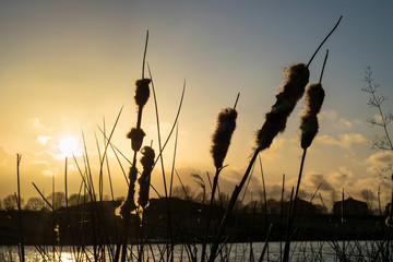 Bulrush plant also known as Broadleaf Cattail (latin name: Typha latifolia) is silhouetted against the evening sky