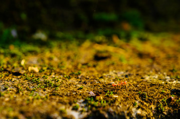 Walking ant on the moss stone