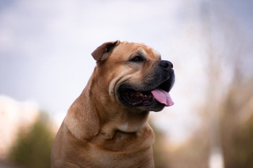 Portrait of a cadebo dog on a plenary