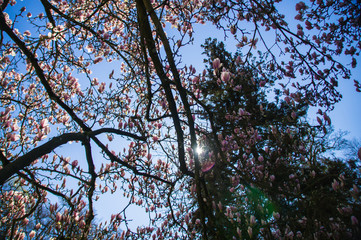 Kirschblüten blühen
