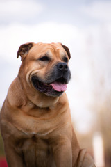 Portrait of a dog breed cadebo fawn in the city