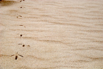 Empreintes dans le sable