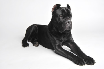 Close-up black mastiff lies isolated on white