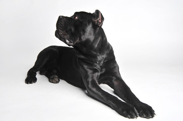Close-up black mastiff lies isolated on white