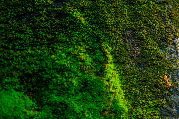 Walking ant on the moss stone