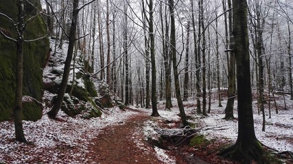 Empty forest path during winter with first snow