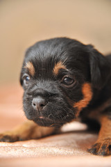 Cute puppies portrait of a Jagdterrier