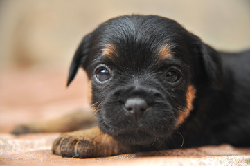 Cute puppies portrait of a Jagdterrier