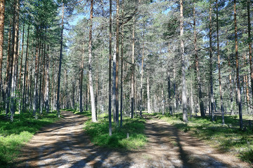 autumn forest north / landscape in the autumn forest, northern, nature view in the fall season