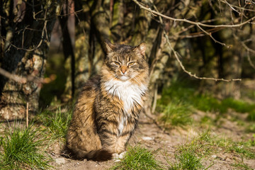 Tabby cat in the park looked at birds flying up