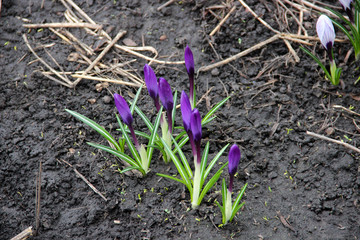 Beautiful Tender Crocuses Close-up. Early spring-flowering. Natural spring flowers macro background. Hd floral wallpapers for desktop.