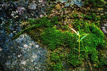 Fototapeta premium Baby plant coming out of a rock between moss