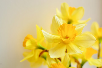 Naklejka premium Daffodils on a white background. Floral background. Beautiful flowers, place for text, postcard, business card.