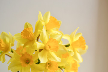 Daffodils on a white background. Floral background. Beautiful flowers, place for text, postcard, business card.
