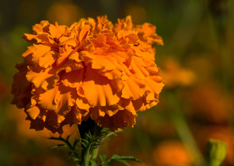 Tagetes