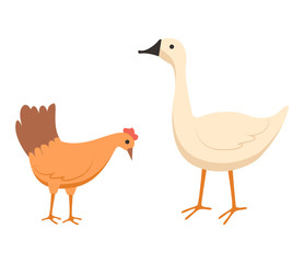 Farming vector, isolated hen and goose eating food from ground, chicken with beak and plumage, domestic agriculture and caring for pets animals flat style