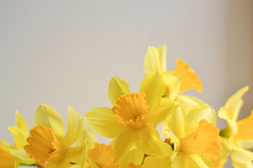 Daffodils on a white background. Floral background. Beautiful flowers, place for text, postcard, business card.