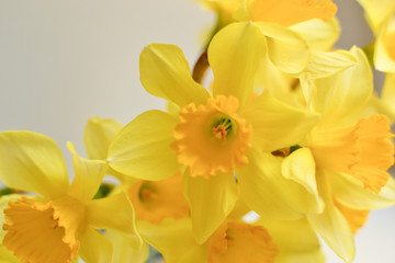 Fototapeta premium Daffodils on a white background. Floral background. Beautiful flowers, place for text, postcard, business card.