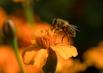 Tagetes