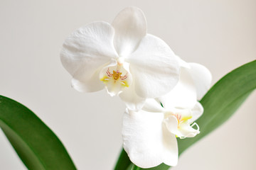 Beautiful orchid on a white background. Floral elegant background.