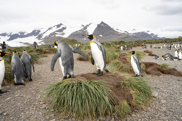 king penguin colony of penguins