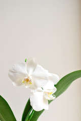 Beautiful orchid on a white background. Floral elegant background.