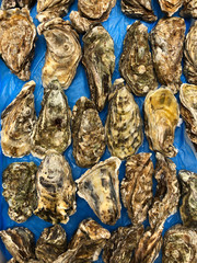 Oysters with closed shell flaps