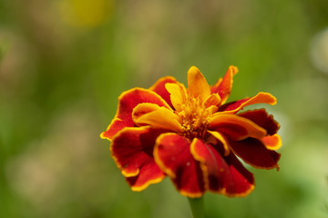 Tagetes