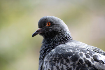  A large pigeon on the balcony