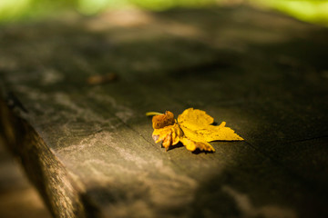 wallpaper of nature with beautiful colours