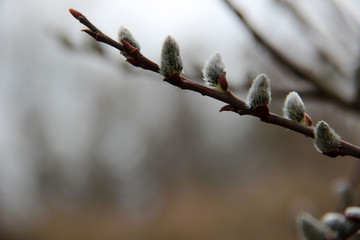 Willow flowering Close-up. Natural Spring Easter Palm Sunday Background. Hd floral wallpapers for desktop.