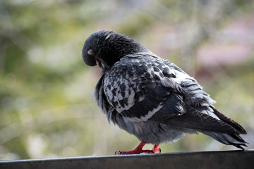  a large pigeon on the balcony