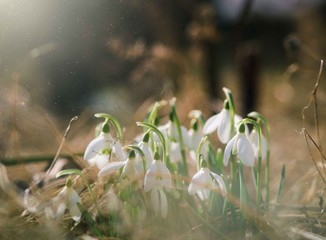 Group of beautiful fresh snowdrops in early spring, awakening to the warm gold rays of sunshine