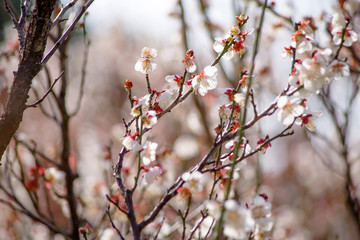 梅の花