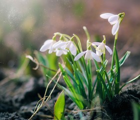 Group of beautiful fresh snowdrops in early spring, awakening to the warm gold rays of sunshine