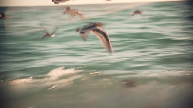 Sanderling ( Calidris Alba ) 
 Foraging On Beach Along Ocean On Caribbean Island Coast. Sanderling Shorebird Take Off From Beach.Bird Take Off