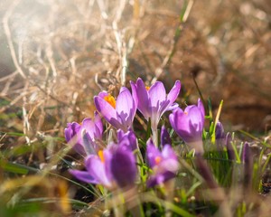 Fototapeta premium Purple crocus flowers in garden, awakening in spring to the warm gold rays of sunshine