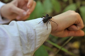 vinegaroon on the hand