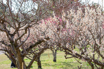 Obraz premium 梅園の風景