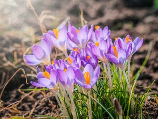 Purple crocus flowers in garden, awakening in spring to the warm gold rays of sunshine