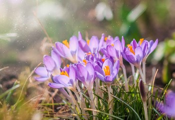 Purple crocus flowers in garden, awakening in spring to the warm gold rays of sunshine