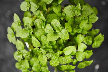 Basil in pot grown at home
