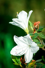 Fototapeta na wymiar flor azalea blanca