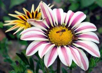 Obraz premium Resting