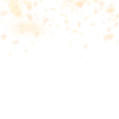 Yellow orange flower petals falling down. Fair rom